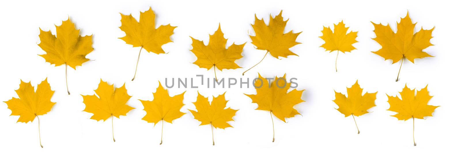 Orange autumn maple leaves by Yellowj
