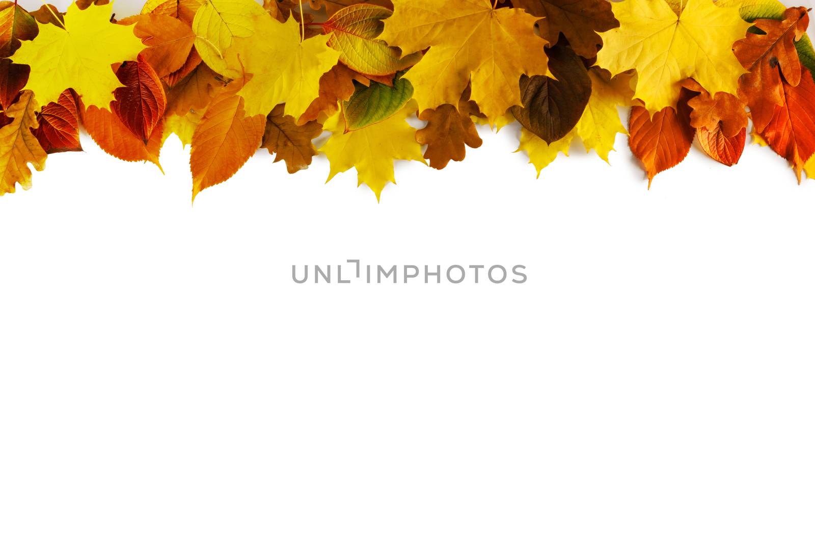 Autumn leaves border frame isolated on white background