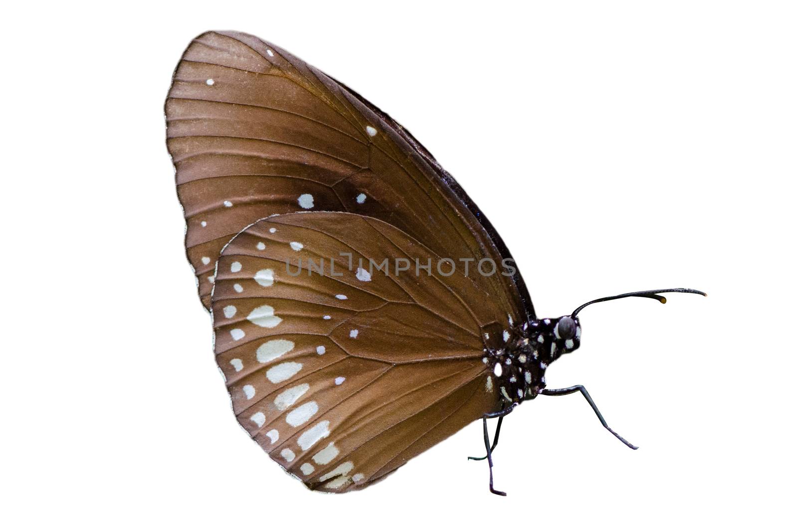 Butterfly spots orange yellow white background Isolate