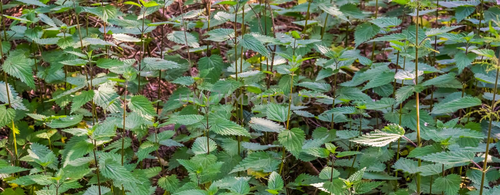 close up of common stinging nettles, fresh growing herbs, healthy plants, nature background