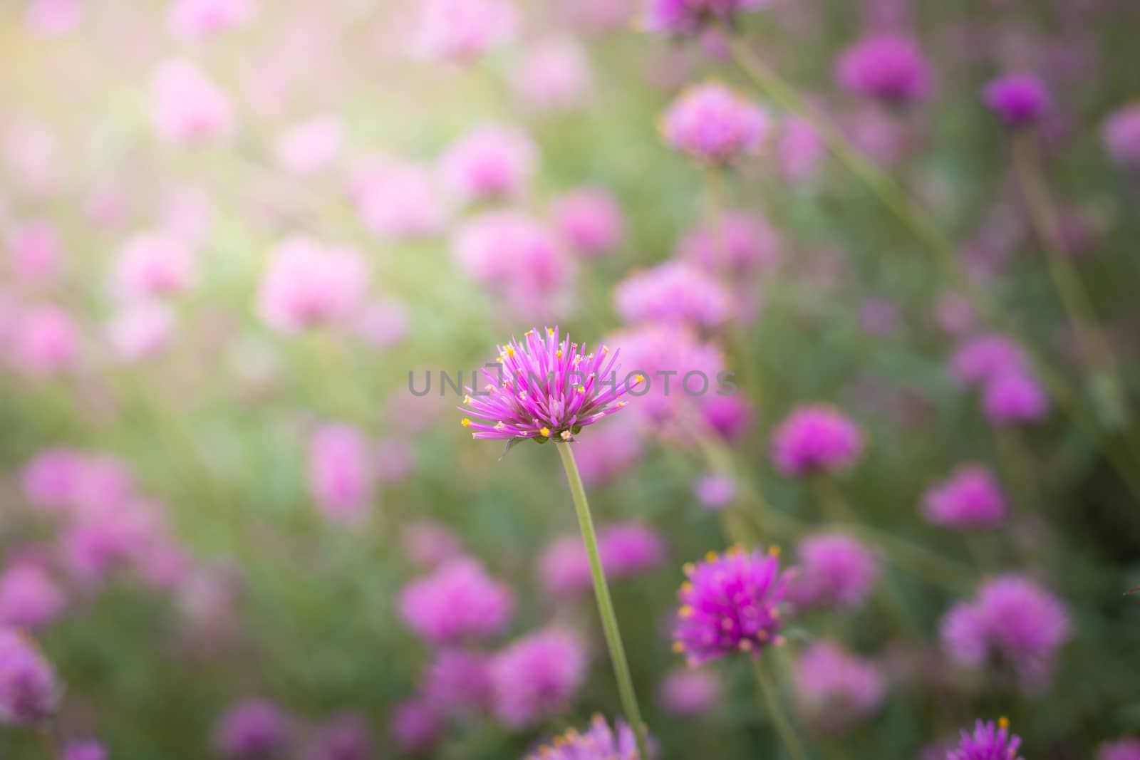 The background image of the colorful flowers, background nature