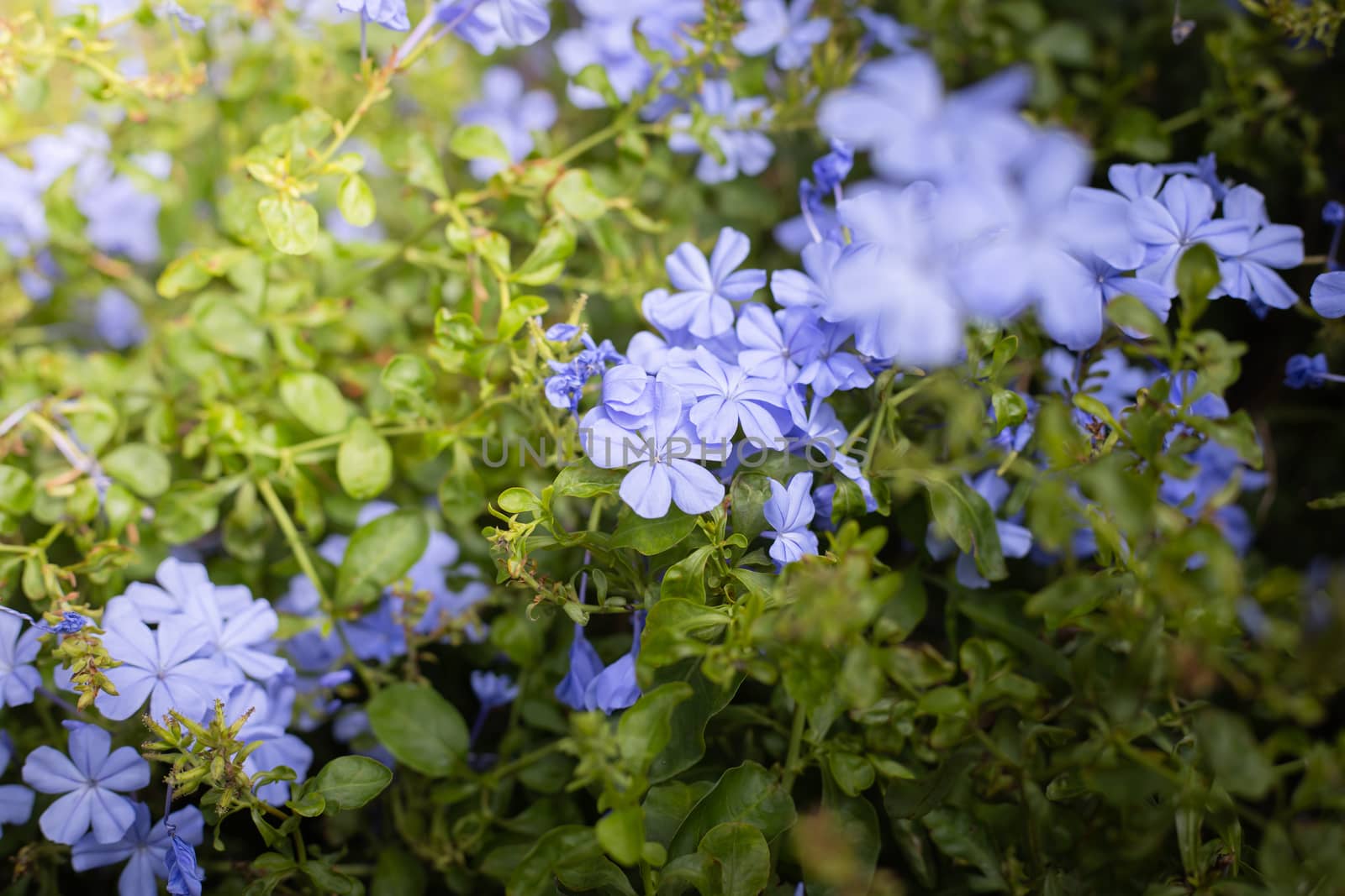 The background image of the colorful flowers, background nature