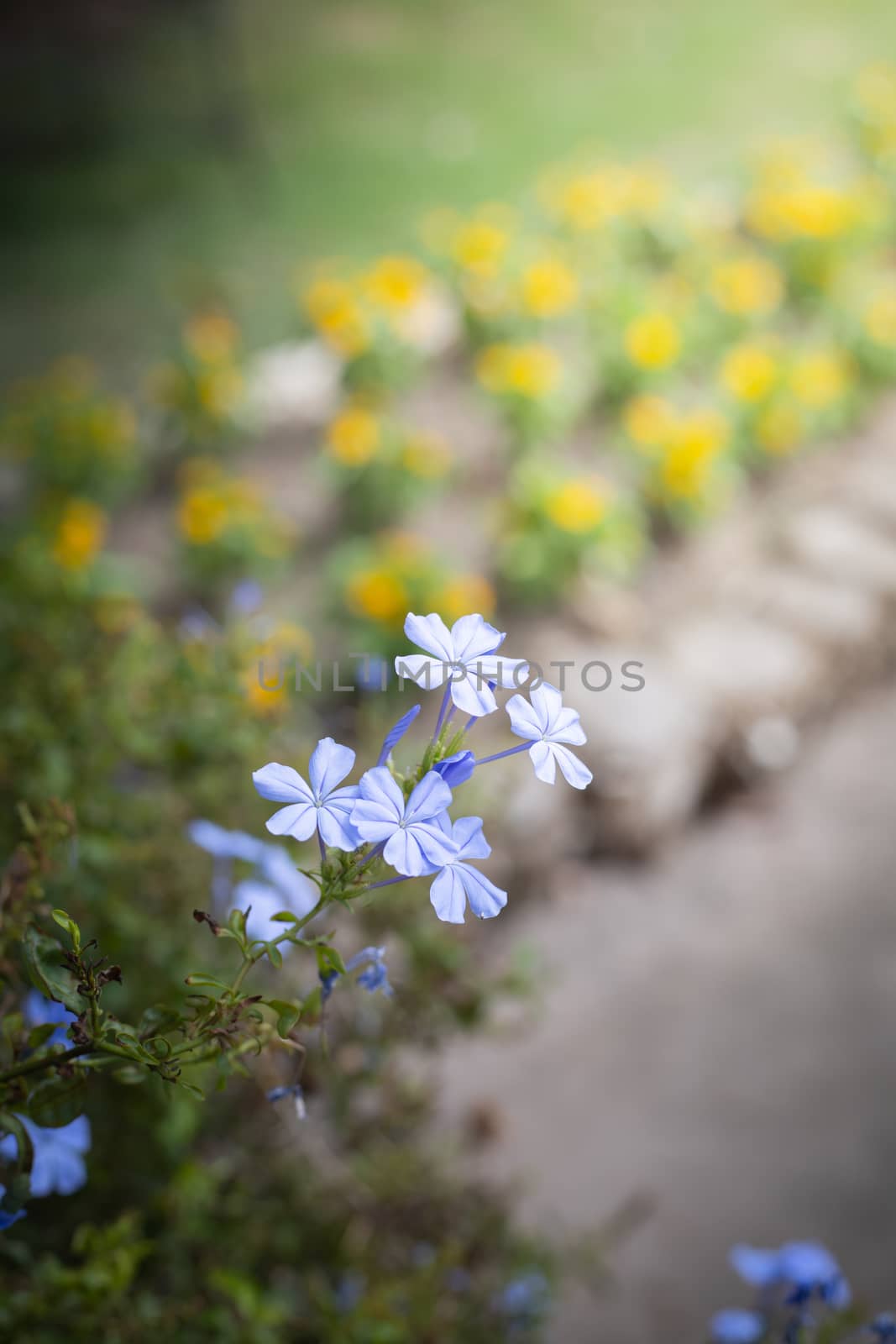 The background image of the colorful flowers, background nature