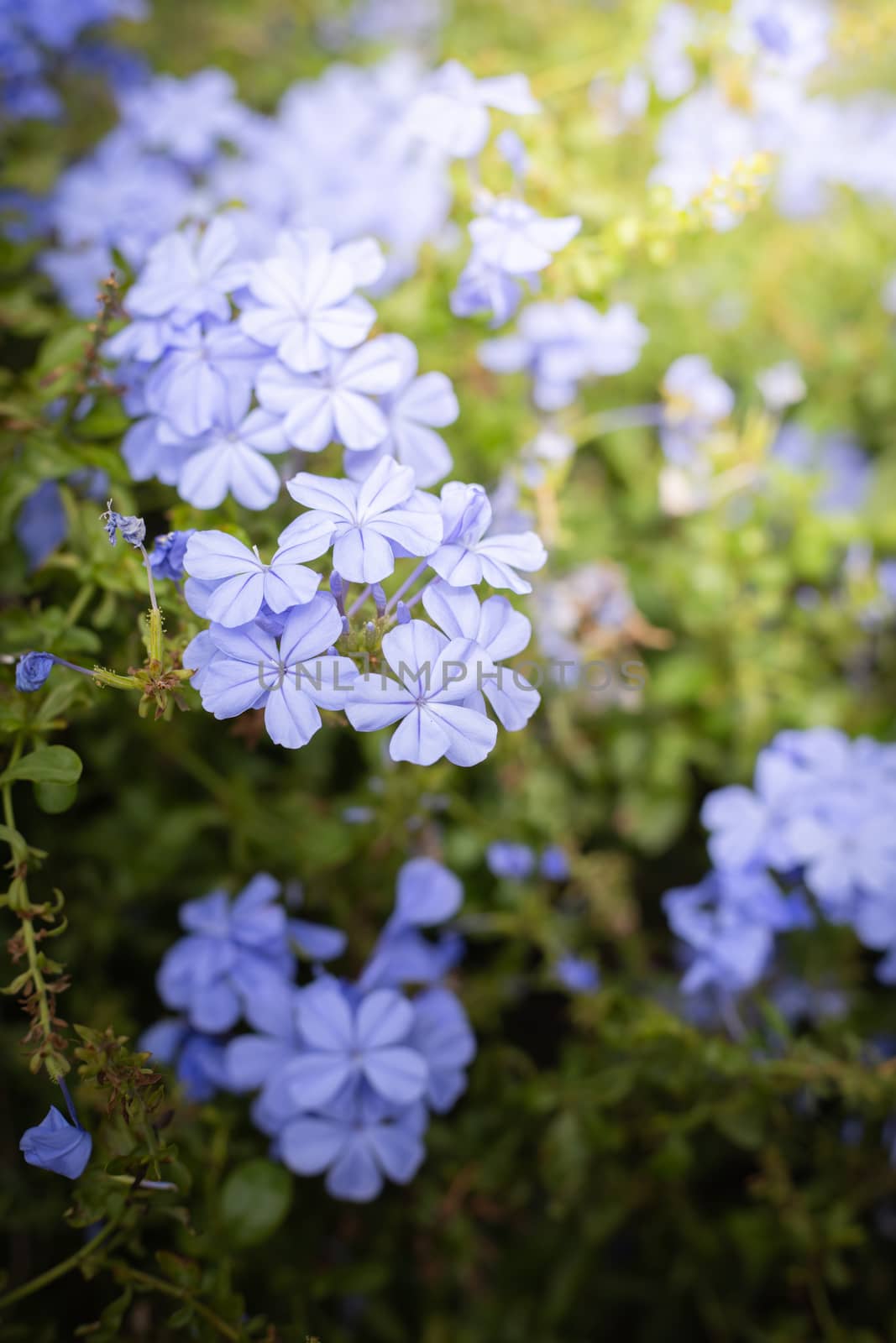 The background image of the colorful flowers, background nature