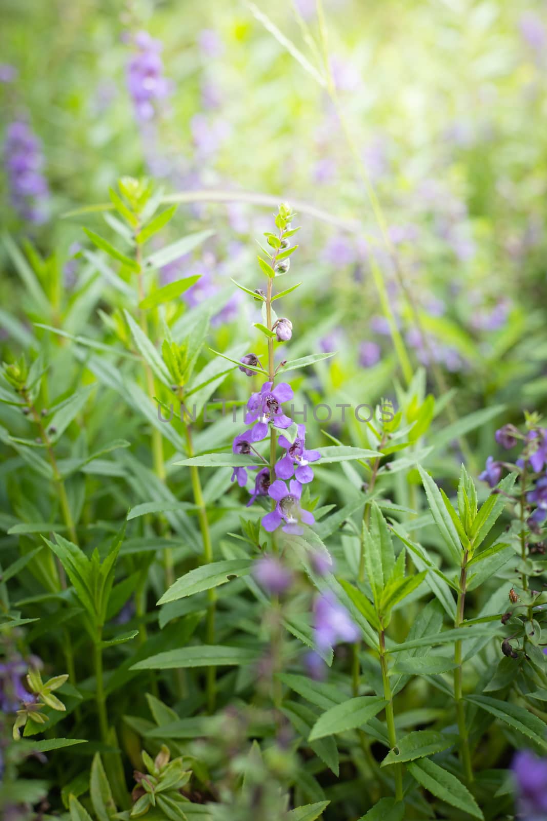 The background image of the colorful flowers, background nature