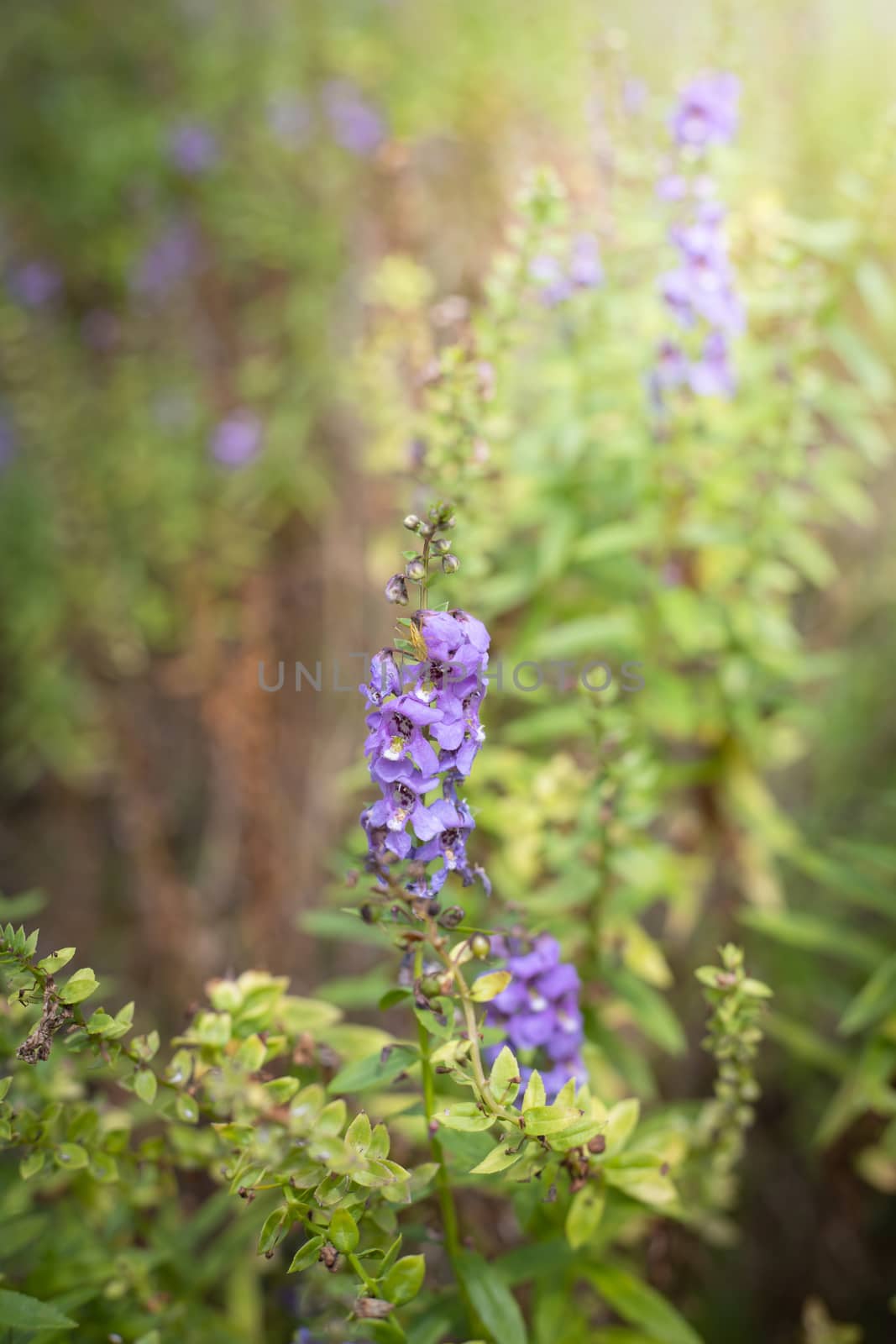 The background image of the colorful flowers, background nature