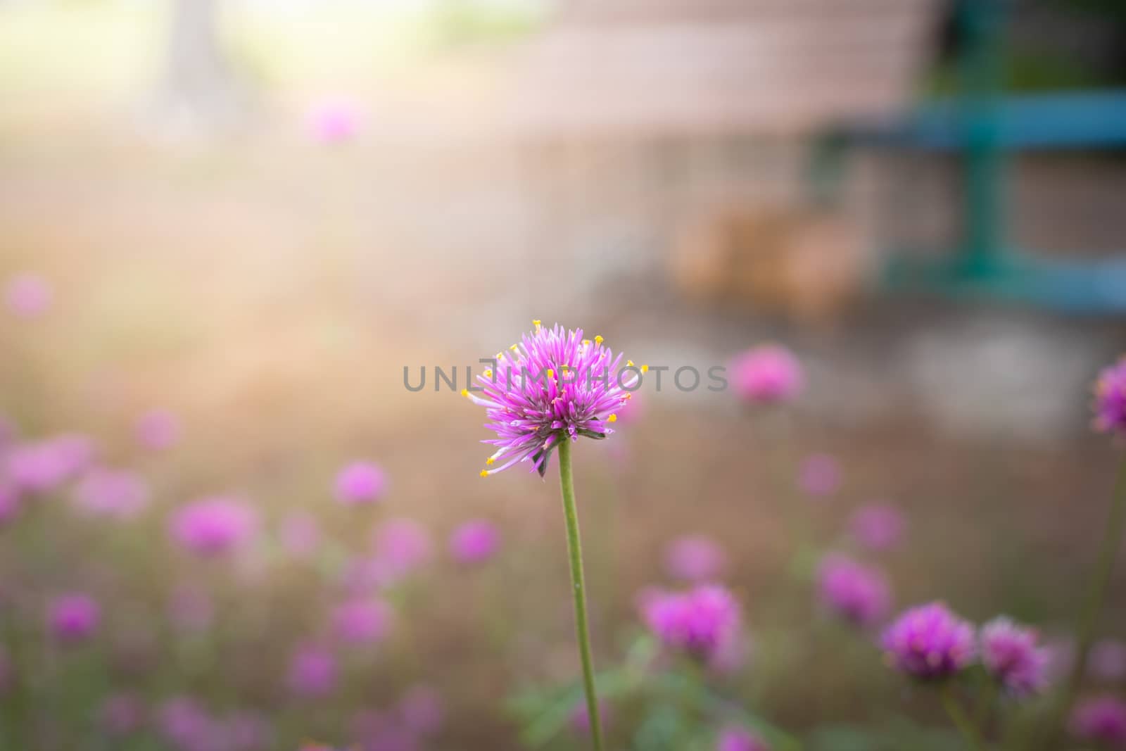 The background image of the colorful flowers, background nature