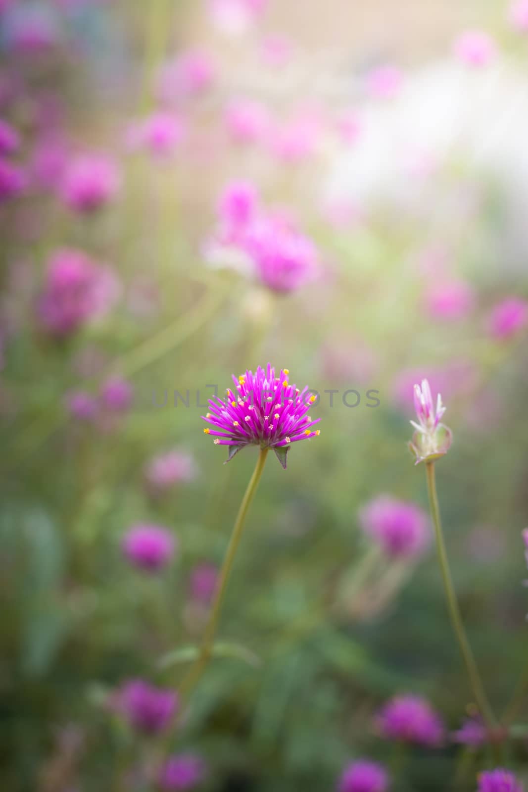 The background image of the colorful flowers, background nature