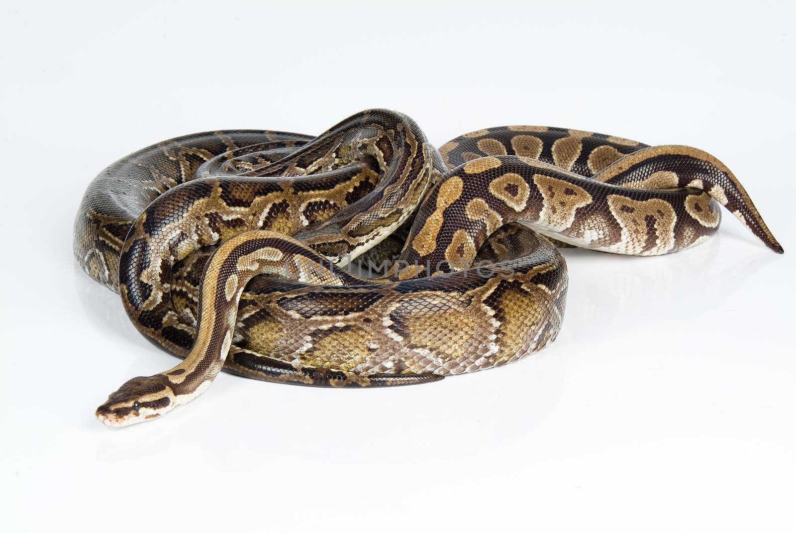 Royal python on an isolated studio background