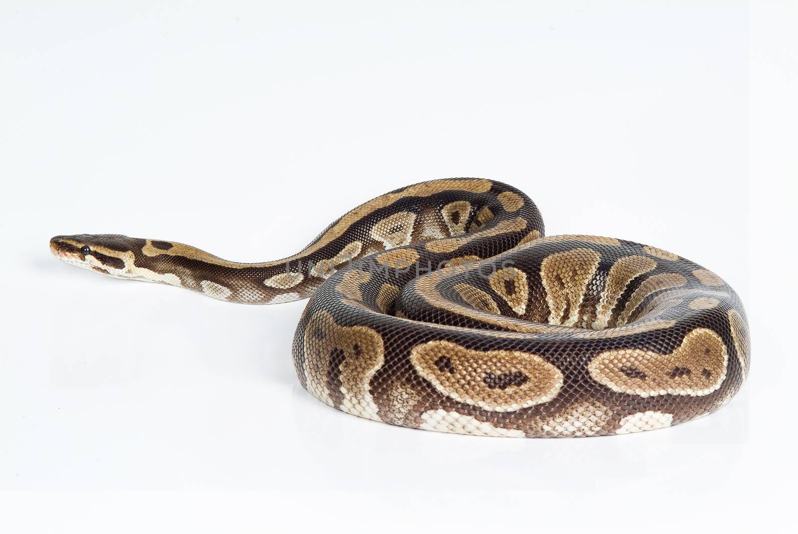 Royal python on an isolated studio background