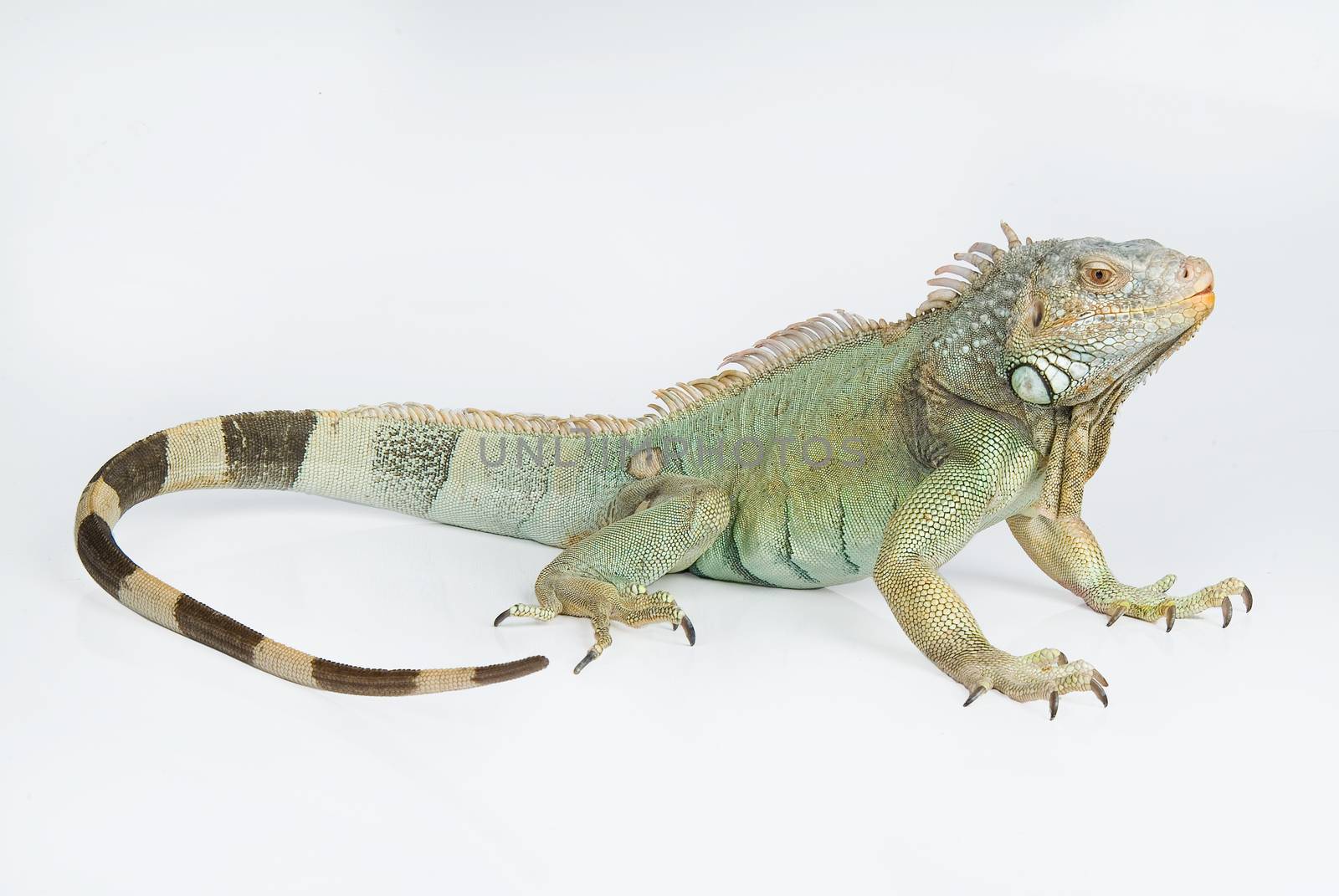 Iguana on an isolated studio background