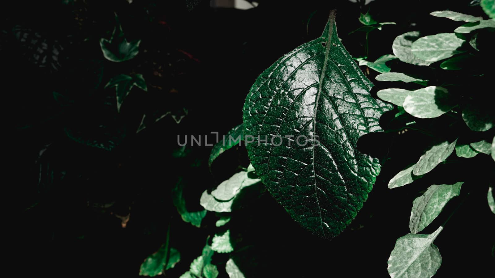 Green leaves background. Green leaves color tone dark in the morning. Plant, environment, photo concept nature and plant.