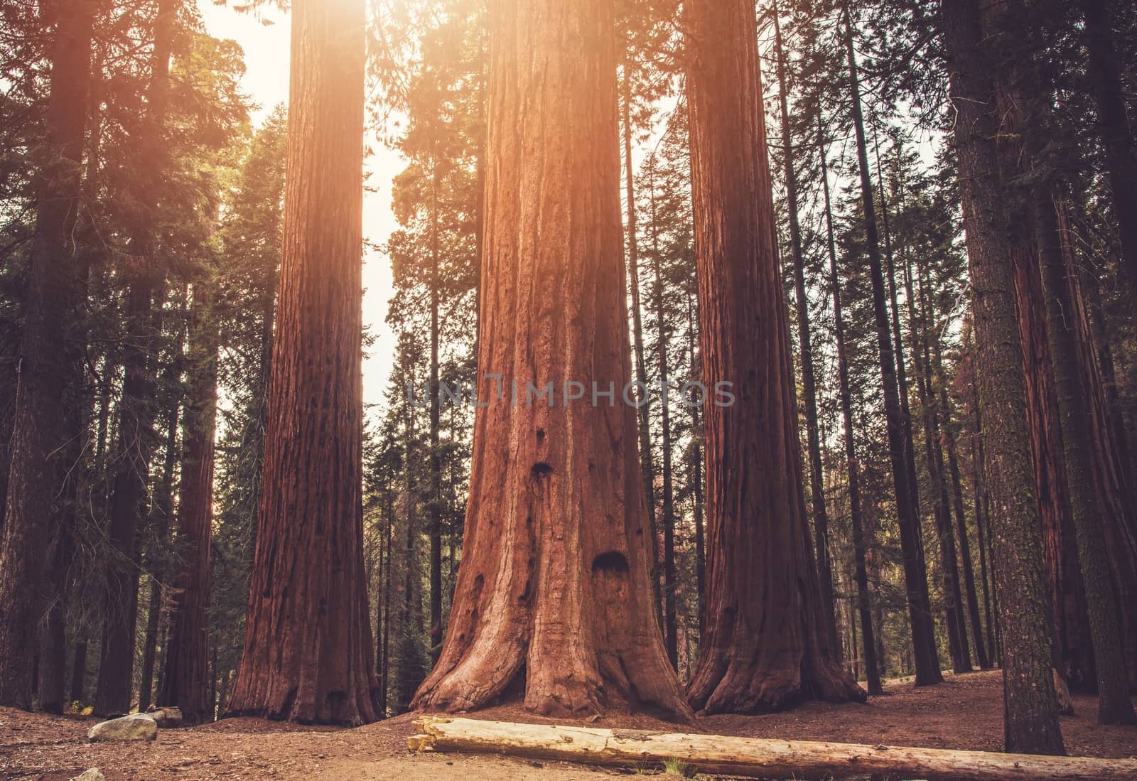 Giant Ancient Sequoias Woodland. Sierra Nevada World Famous Sequoias National Park. California, United States of America.