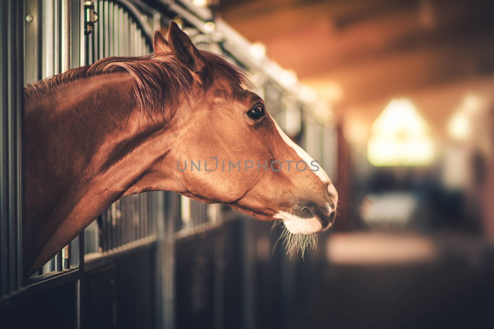 Equestrian Facility.. Mature Horse in a Stable Looking Outside of His Box. 