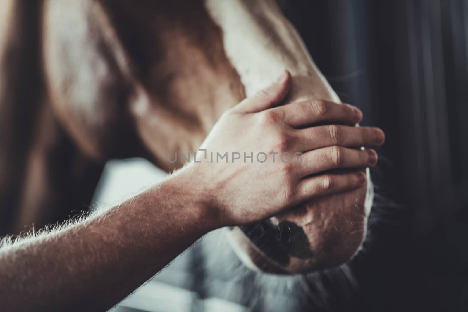 Horse Caress Closeup. Caucasian Men Spending His Free Time with Horse in a Stable.
