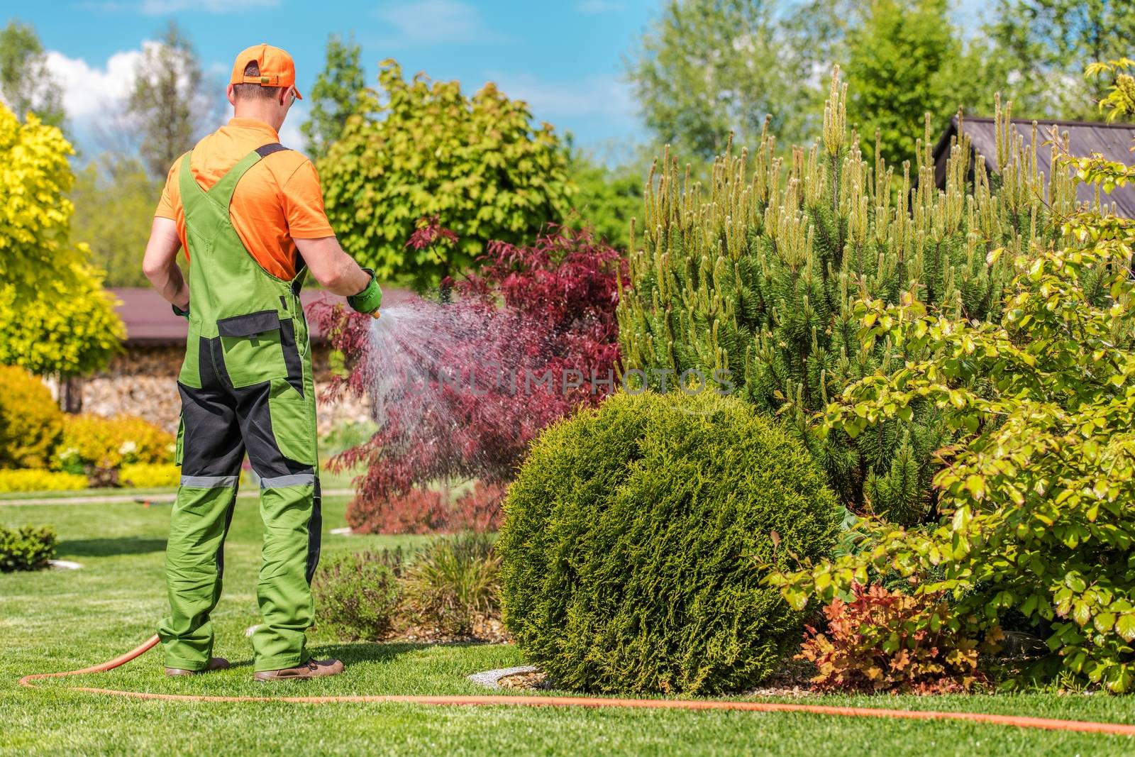 Caucasian Men in His 30s Watering His Backyard Plants Using Garden Hose.