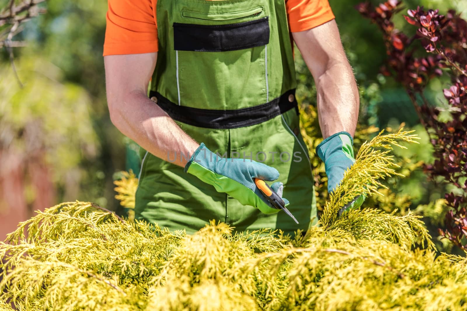 Caucasian Gardener Removing Unhealthy Plant Branches Using Garden Scissors.