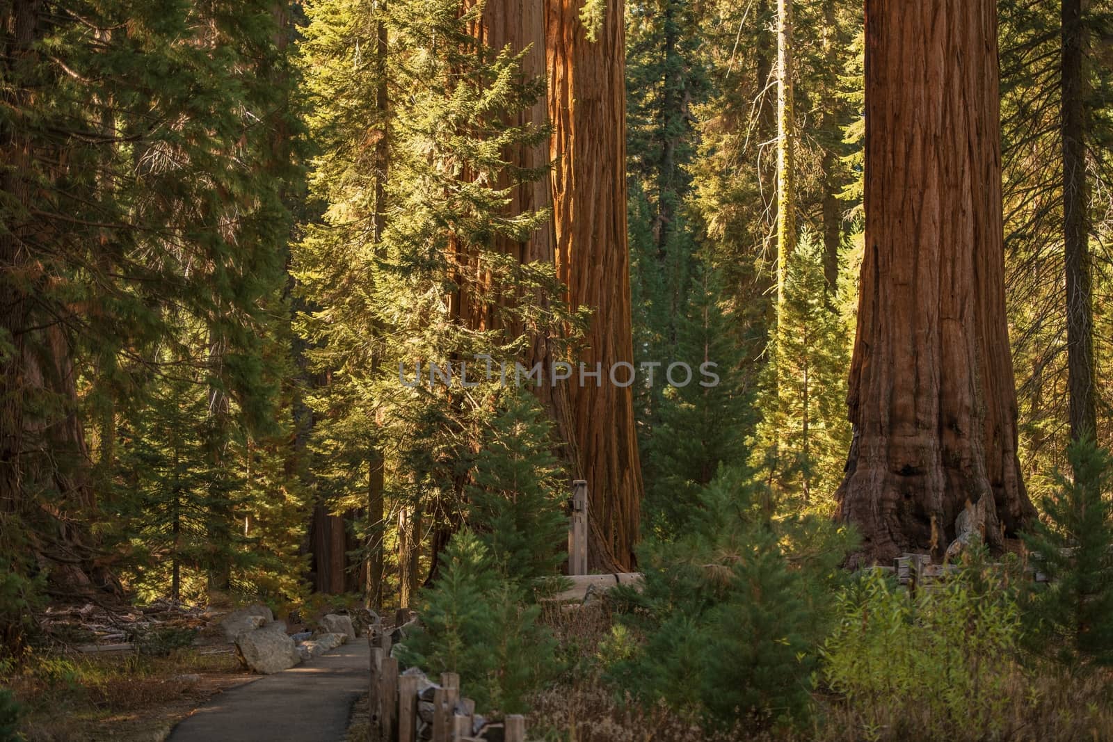 Sequoias National Park Place. California Sierra Nevada Mountains. United States of America.