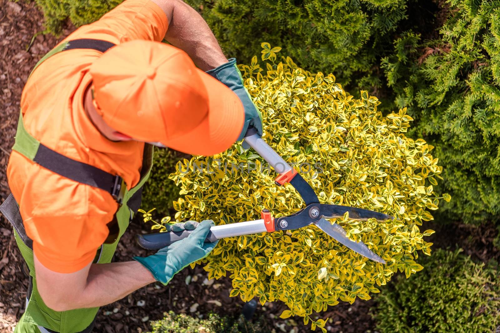 Gardener Shaping Plants Using Heavy Duty Garden Scissors. Spring Maintenance.