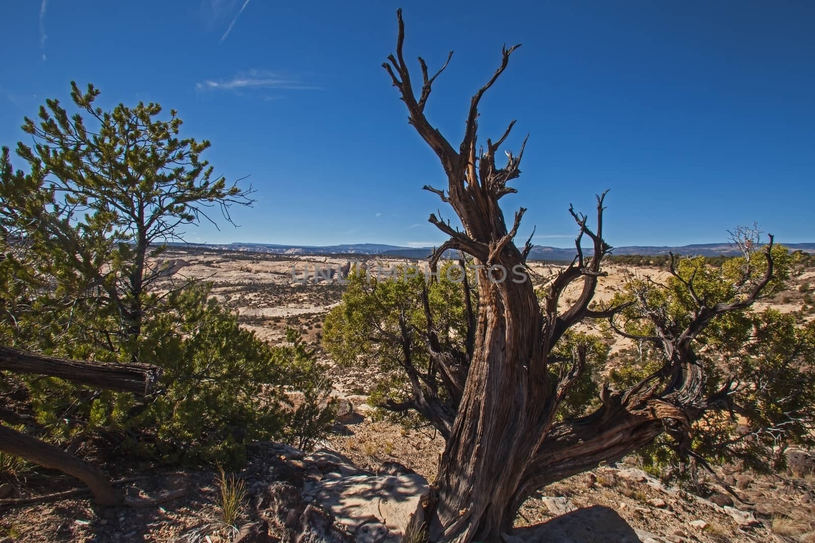 Dead Utah Juniper Tree photographed along the Scenic Byway 12, Route 12, Utah.