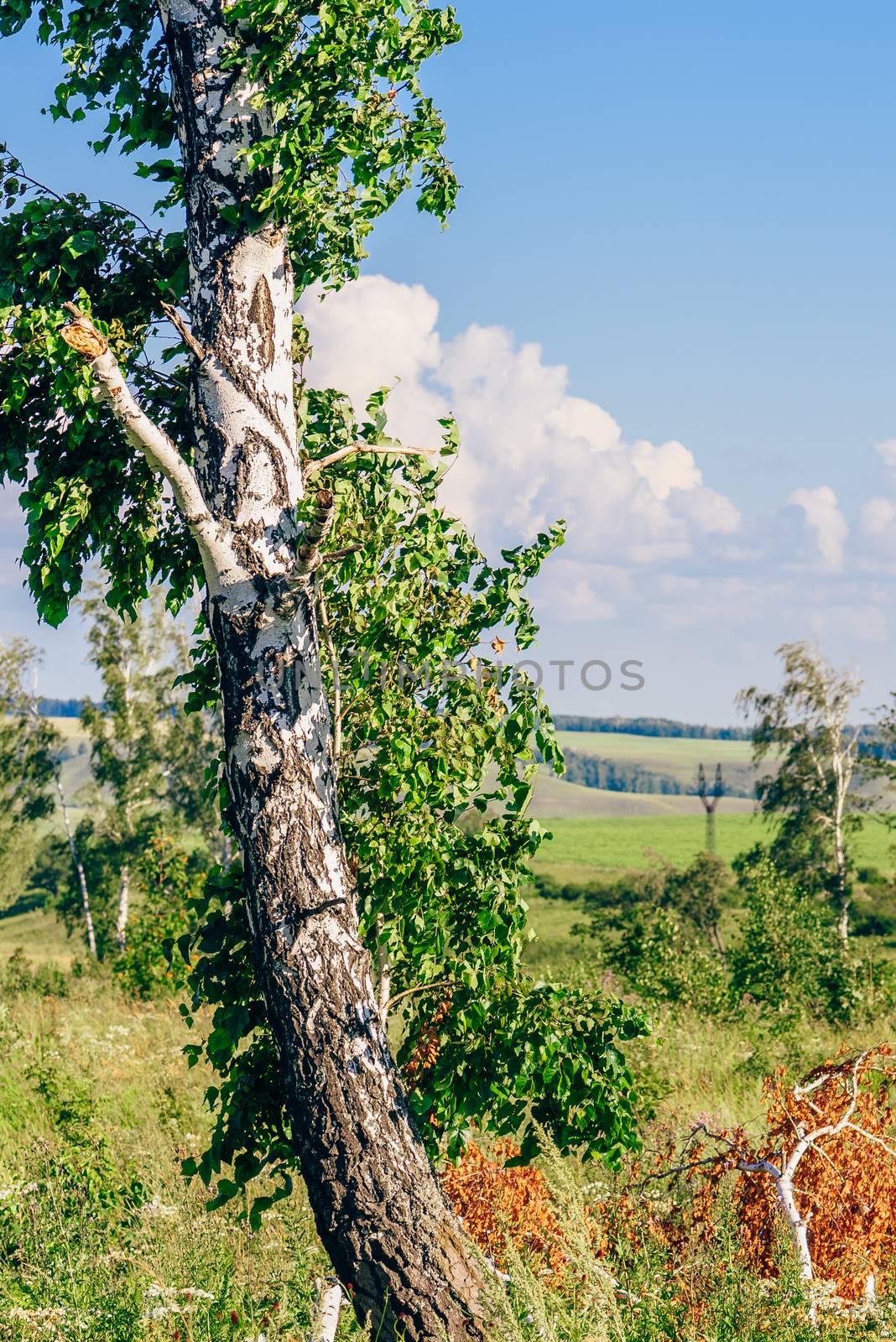 Lonely Birch Tree with Broken Trunk and Branches on Meadow with Flowers.