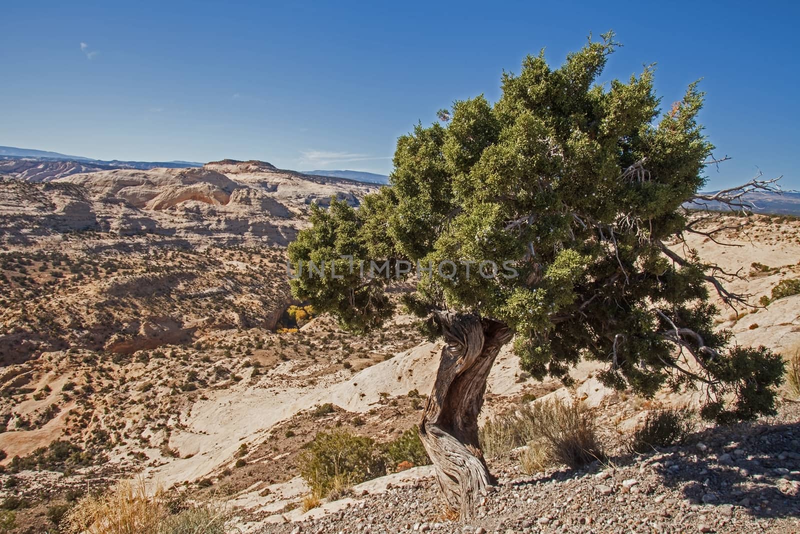 Utah Juniper (Juniperus osteosperma) photographed along the Scenic Byway, Route 12 in Utah.USA