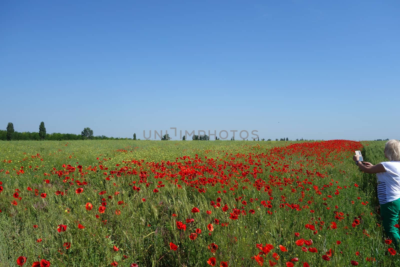 The Romanian Plain at the beginning of the summer.
Carpets poppy cover the wheat fields
A woman stopped to enjoy the image of the poppy in the fields of green wheat