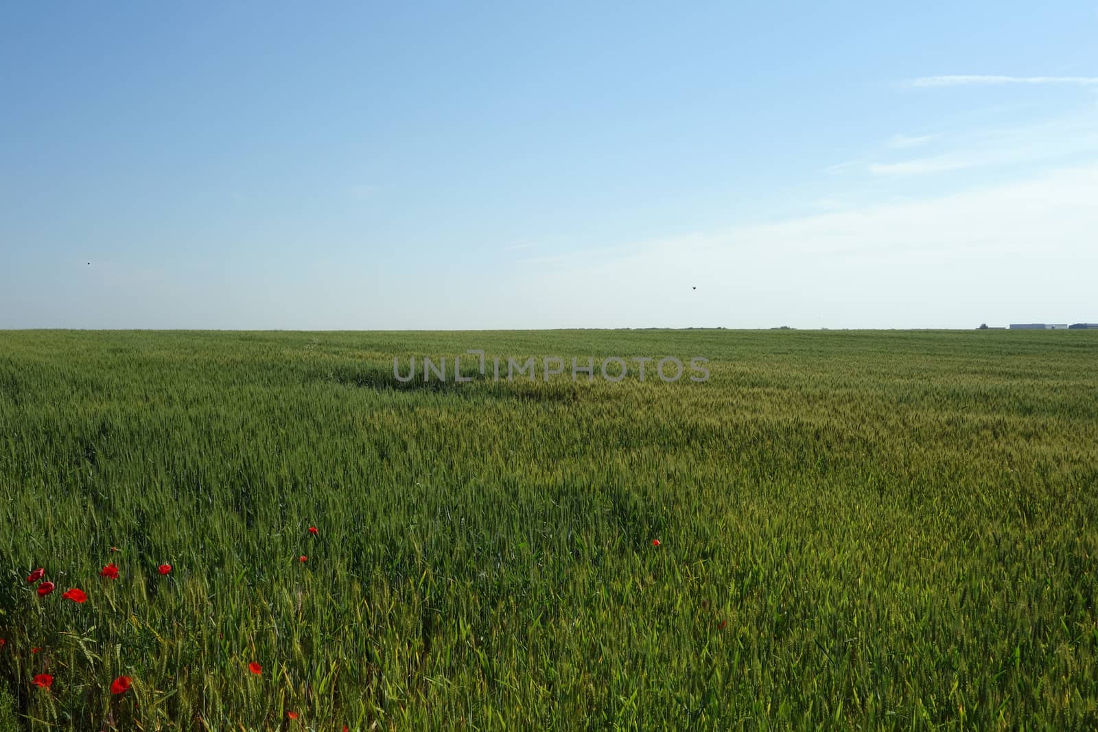 The Romanian Plain on a summer day
, and carpets with red petals cover the fields of wheat
