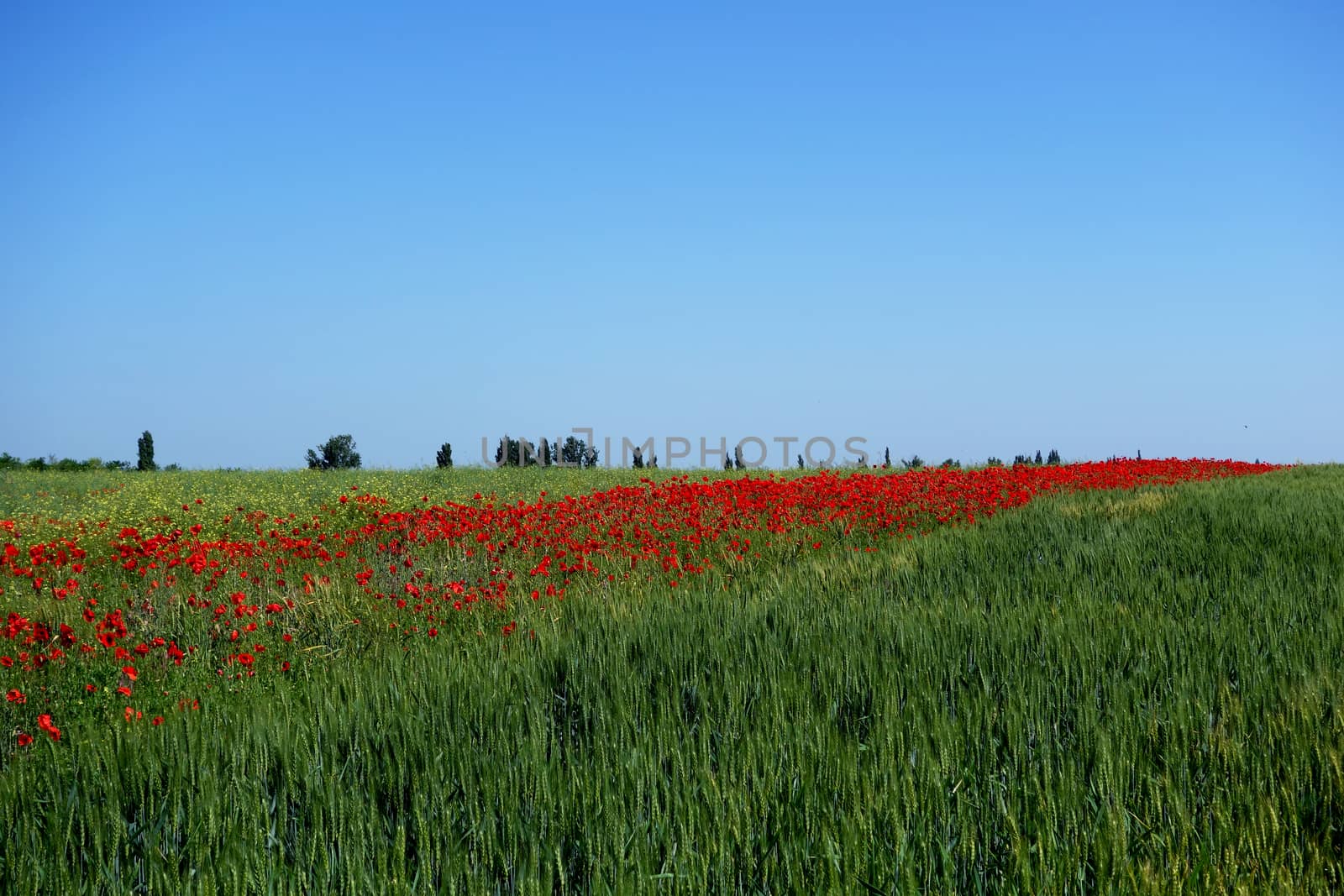 The Romanian Plain on a summer day
, and carpets with red petals cover the fields of wheat