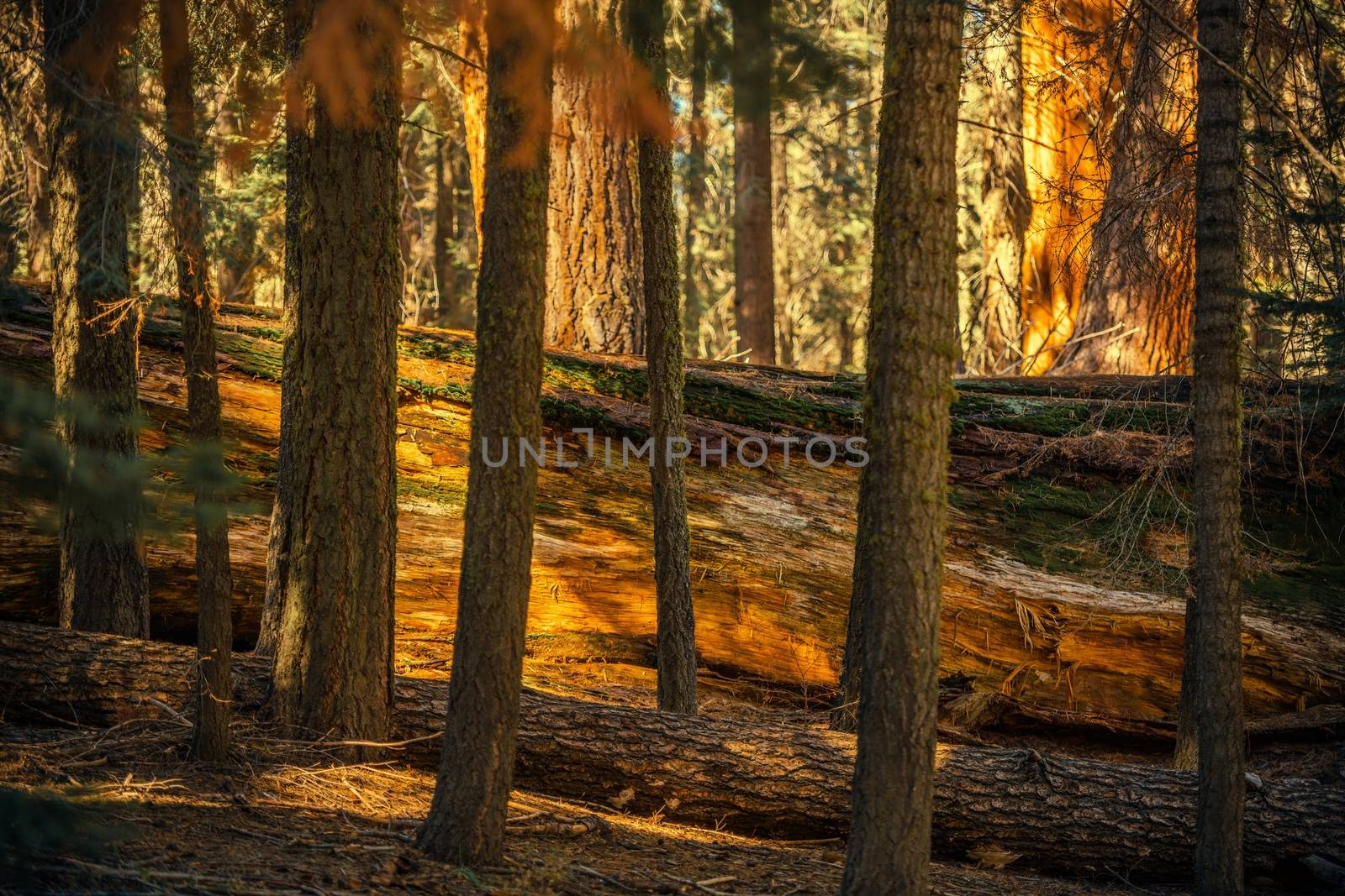 Fallen Giant Sequoia Between Trees in the Ancient Forest of Sierra Nevada Mountains.