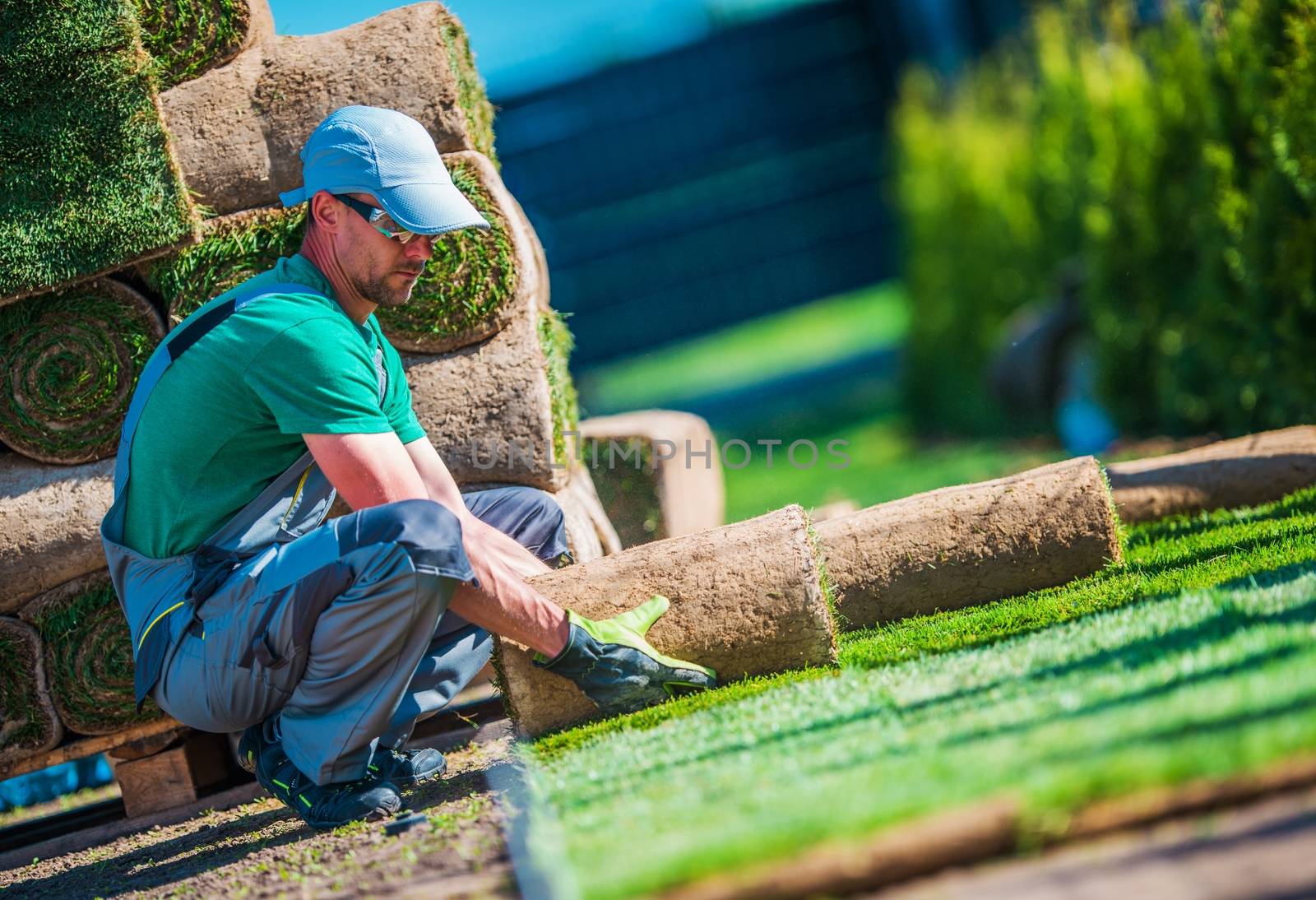 New Turf Grass Installation by Professional Gardener. Rolls of Grass on the Backyard.