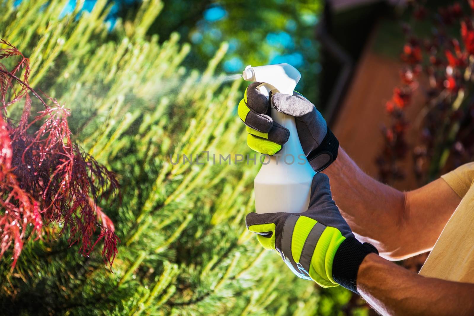 Insecticide Garden Plants Using Handheld Sprayer. Closeup Photo. Gardening Theme.