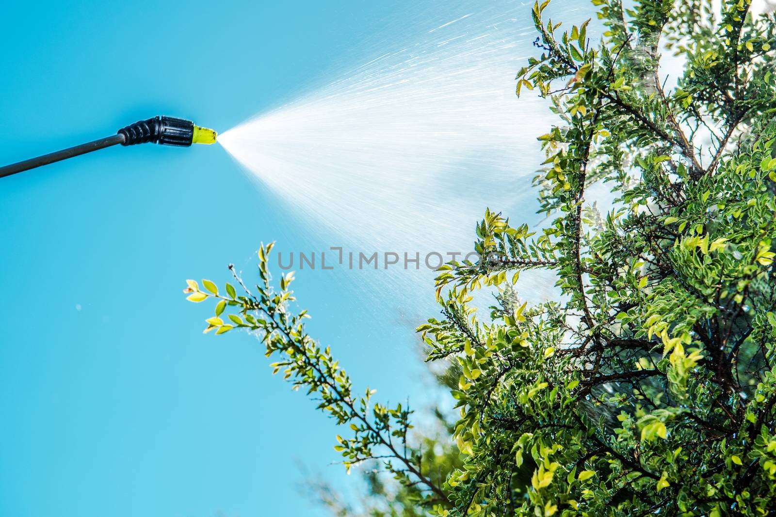 Spraying Insecticide on Tree by welcomia