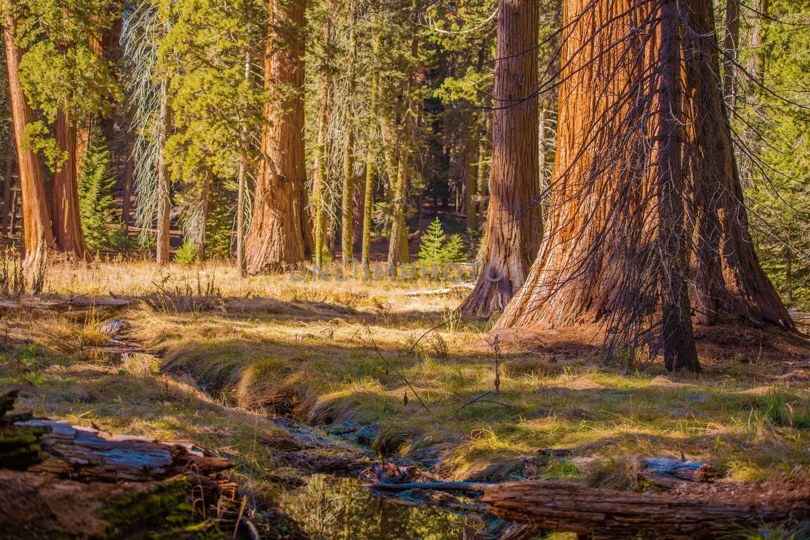 The Giant Sequoias Place by welcomia