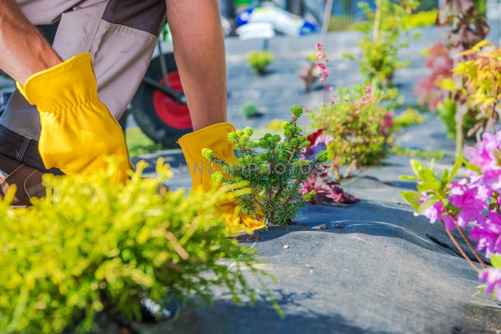 Gardener Spring Planting. Caucasian Garden Technician During Process of Creating New Lawn Around the House.