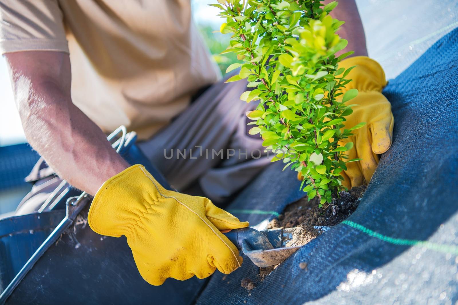 New Garden Trees Planting. Men Creating Beautiful Garden.