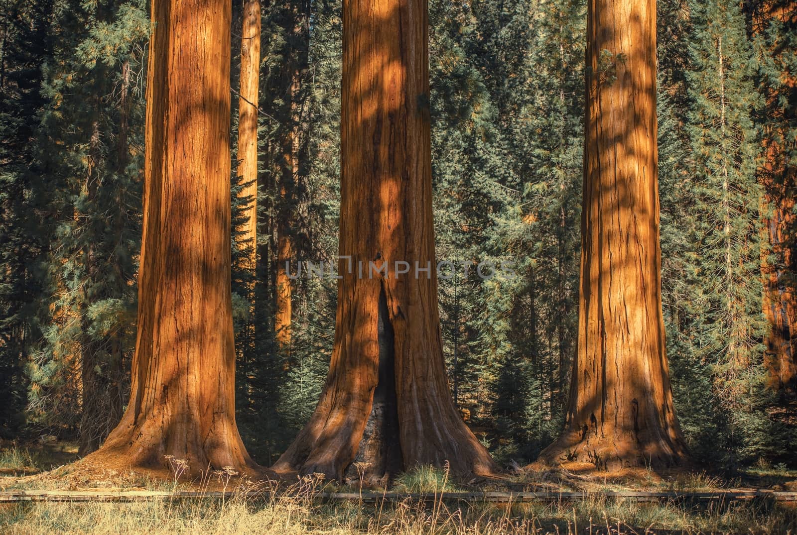 Three Ancient Sequoias in the Sequoia National Park in Sierra Nevada Mountains, United States.