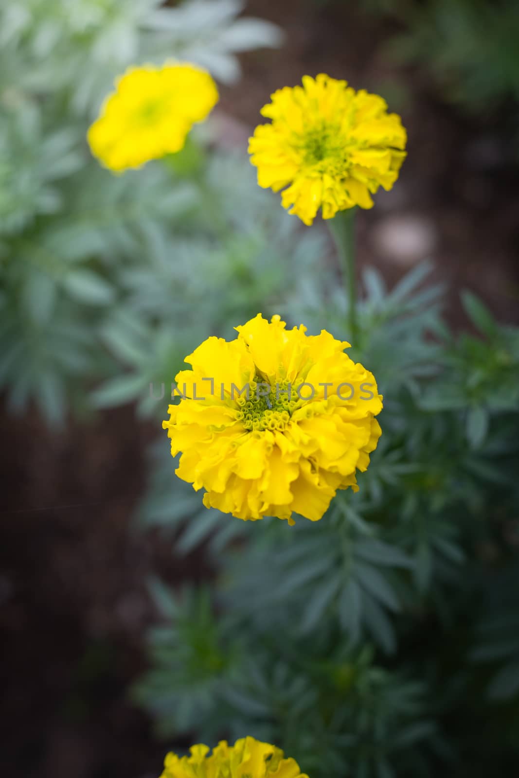 The background image of the colorful flowers, background nature