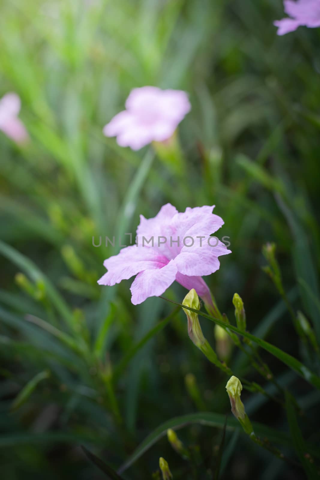 The background image of the colorful flowers, background nature