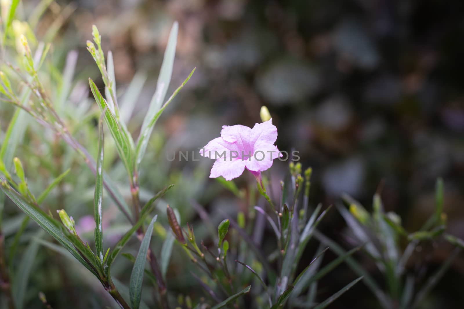 The background image of the colorful flowers, background nature