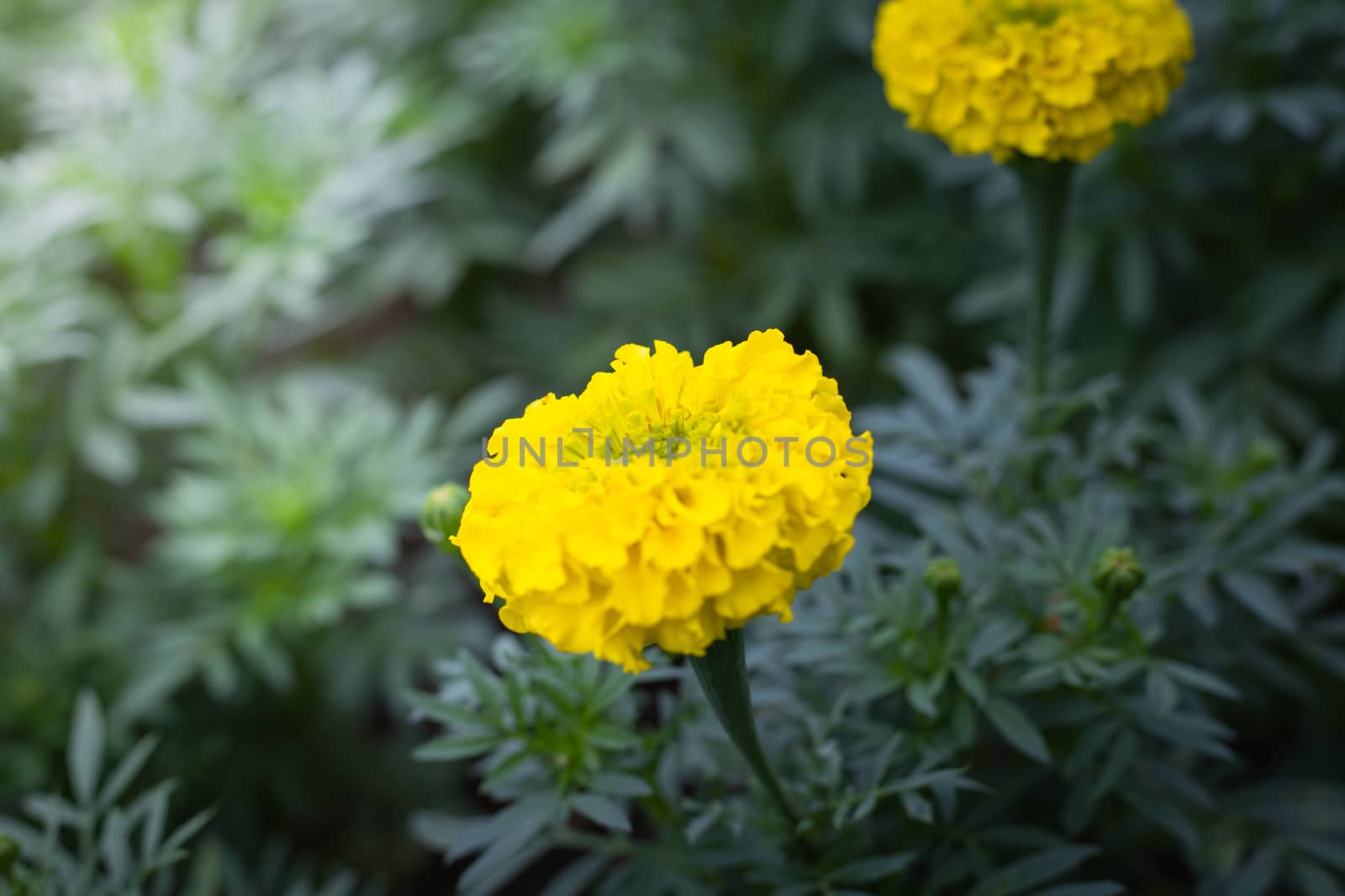 The background image of the colorful flowers, background nature