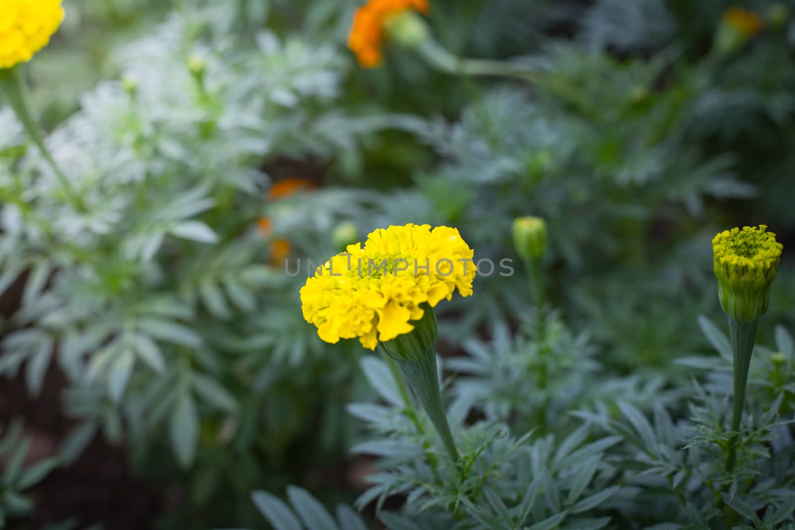 The background image of the colorful flowers, background nature