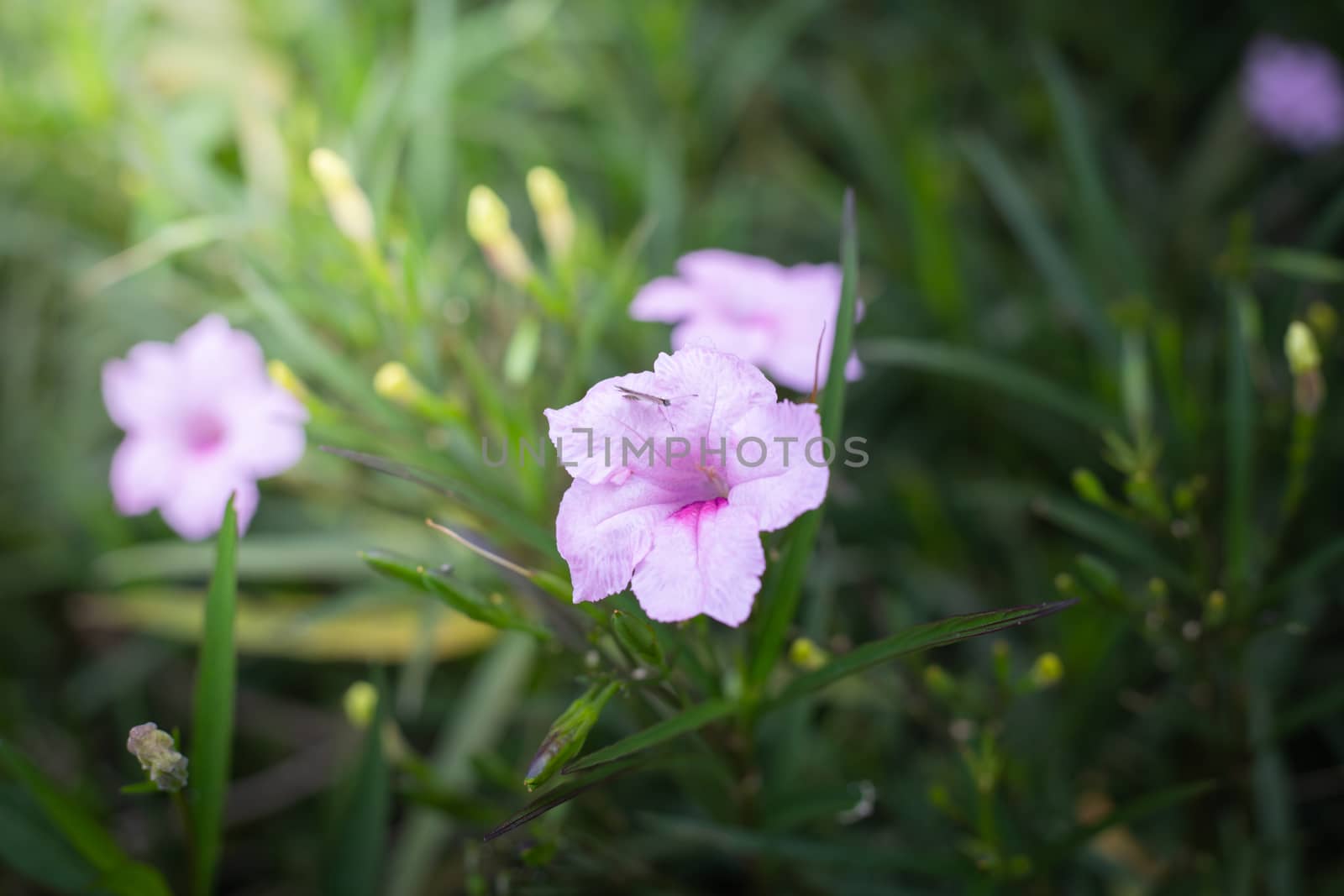 The background image of the colorful flowers, background nature
