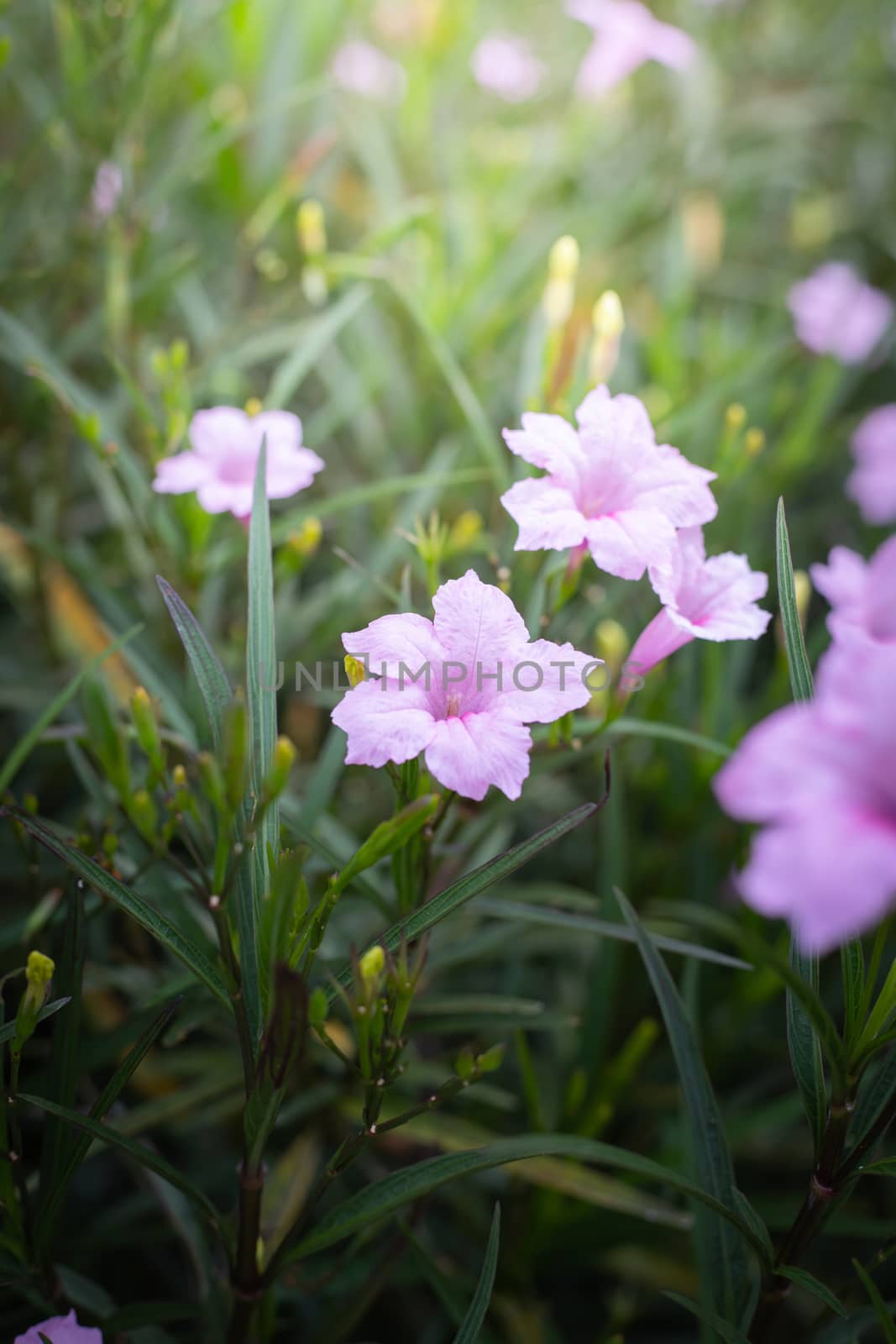 The background image of the colorful flowers, background nature