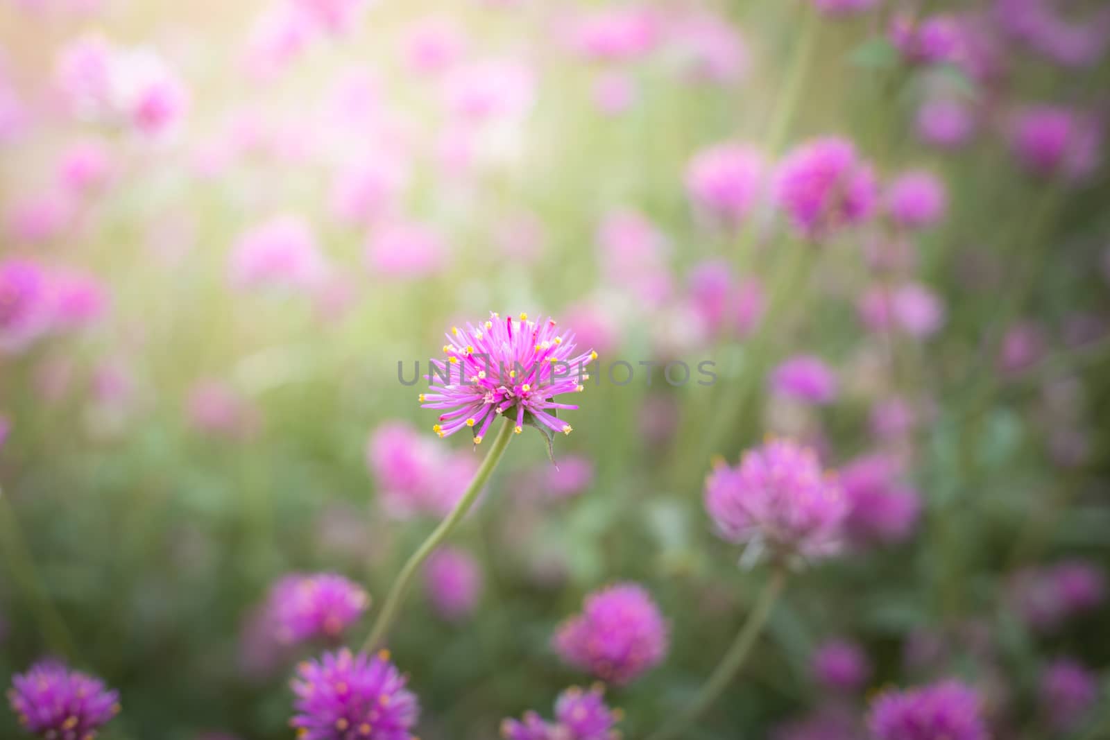 The background image of the colorful flowers, background nature