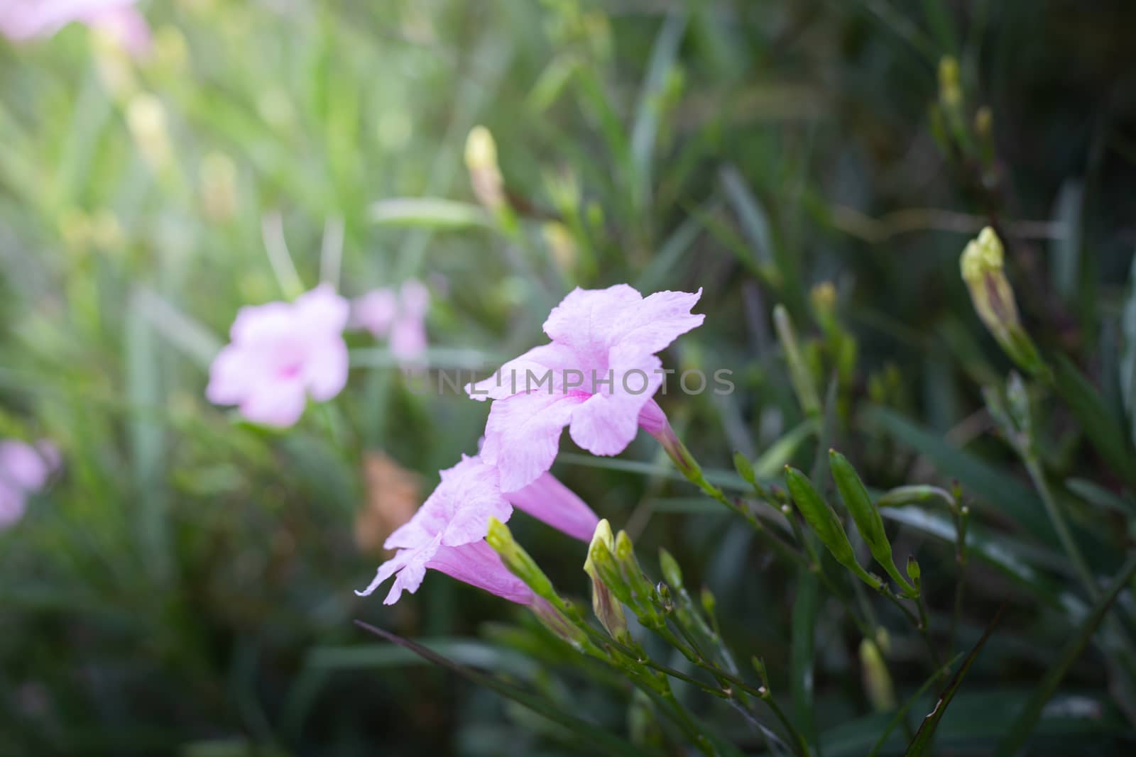 The background image of the colorful flowers, background nature