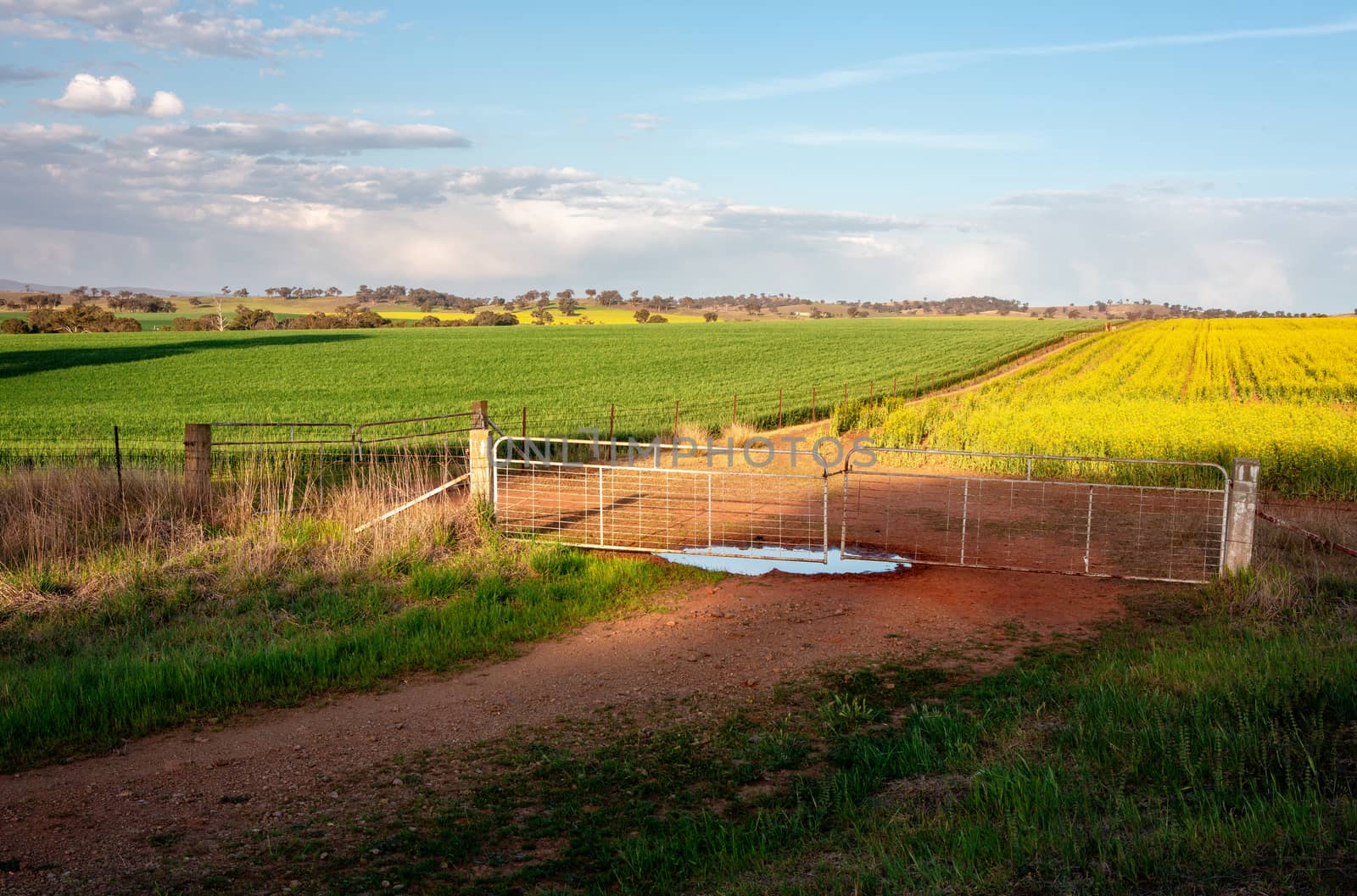 Farmlands growing crops in Cowra by lovleah