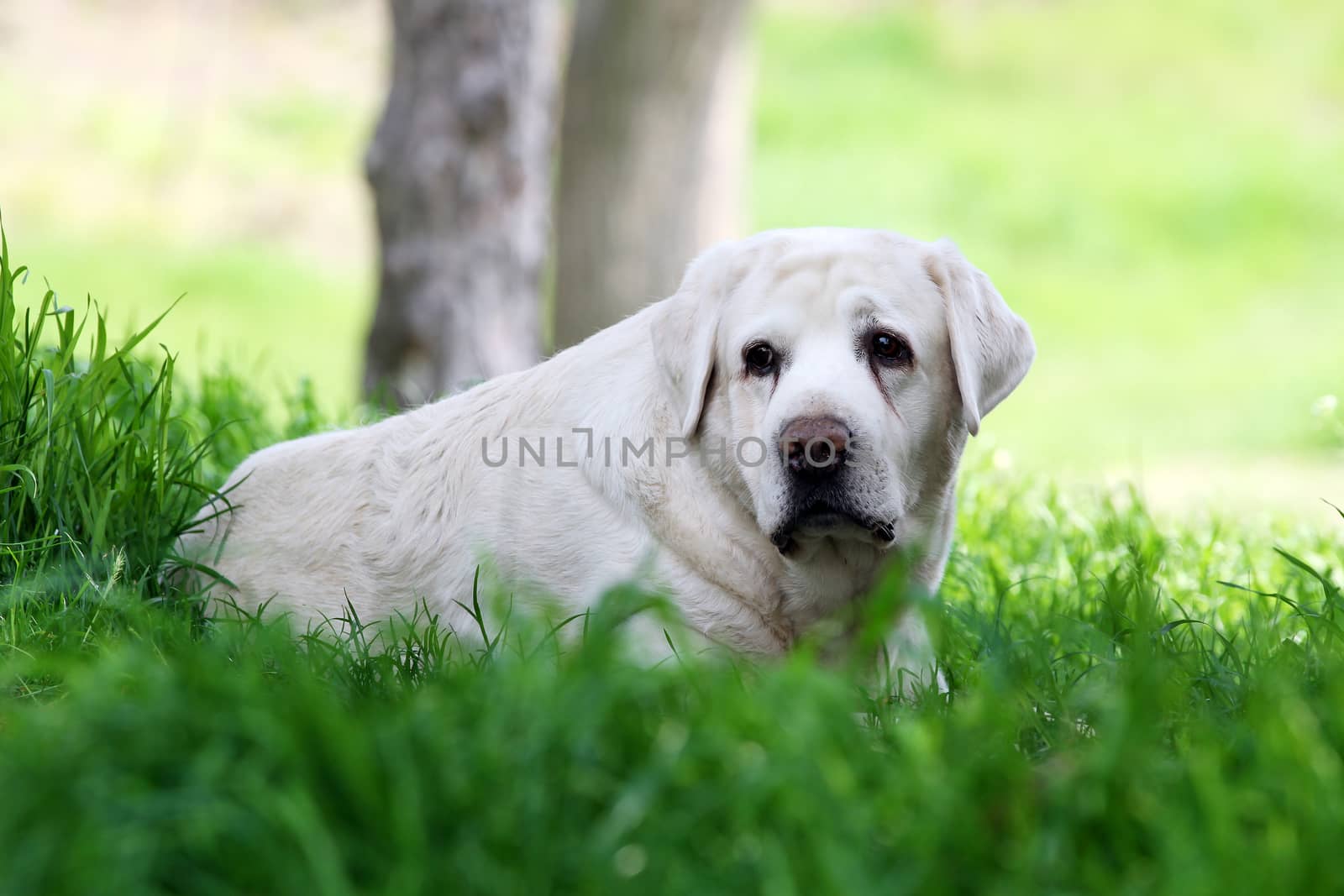 the yellow labrador sitting in the park