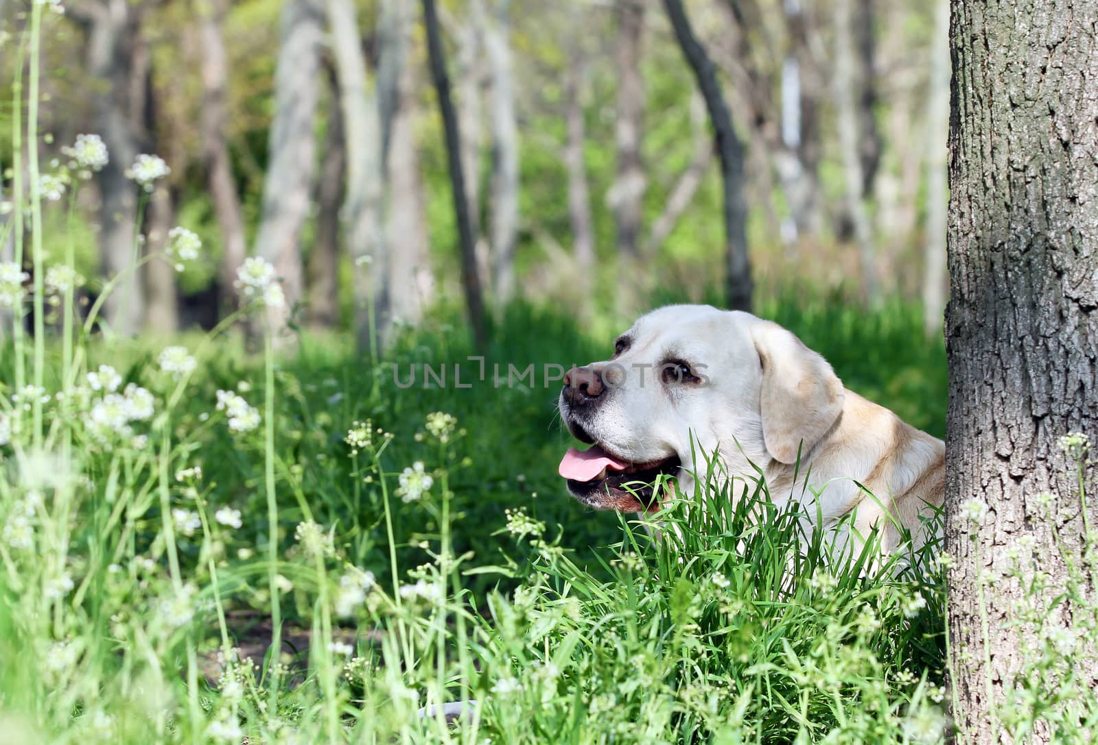 a yellow labrador sitting in the park