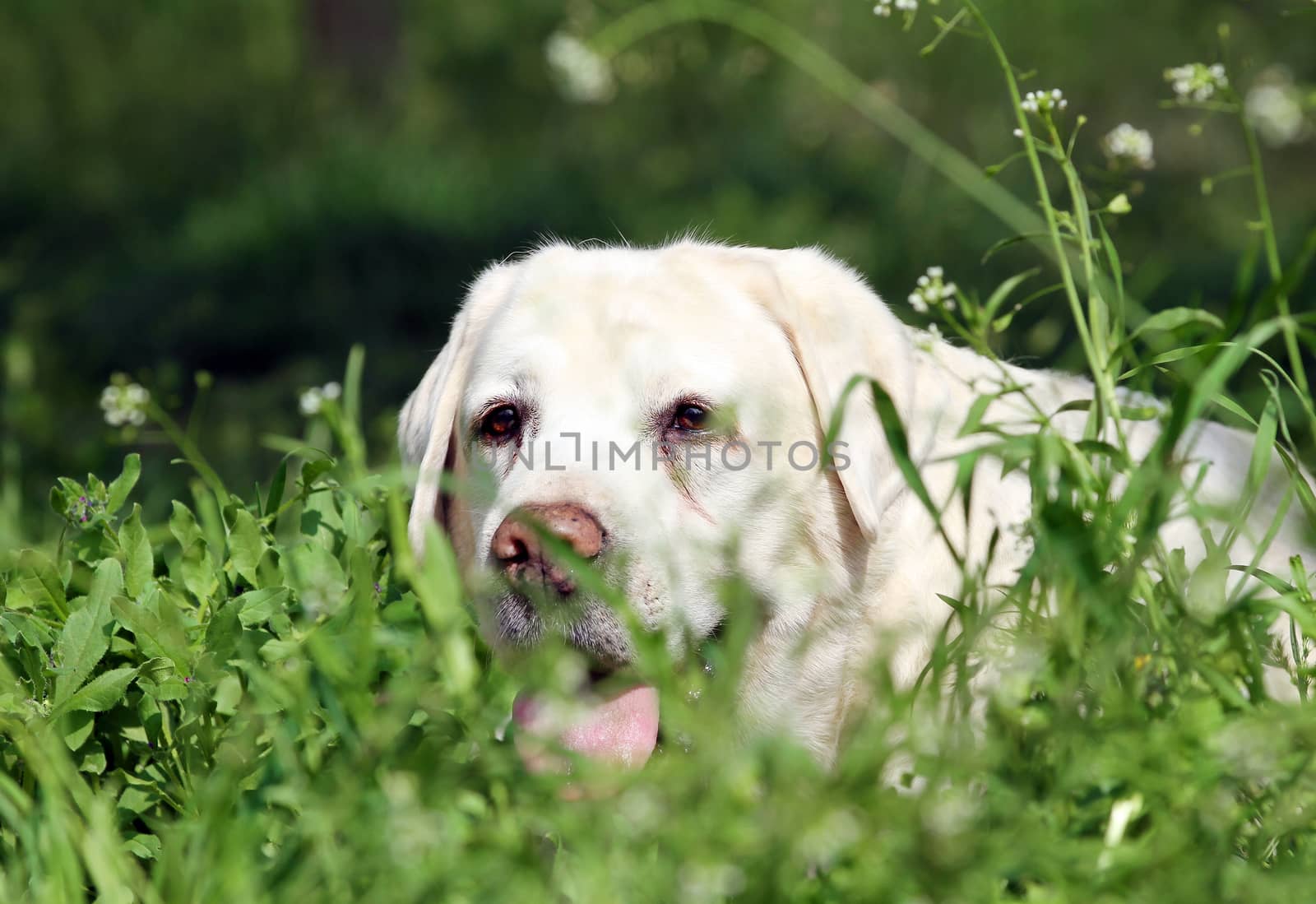 nice sweet yellow labrador sitting in the park portrait